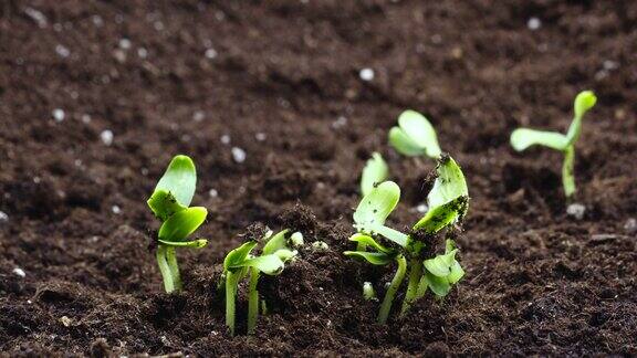 生长植物的时间推移食物萌发新生芽