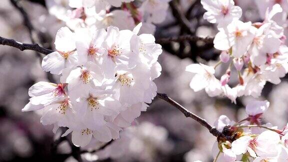 近距离的樱花盛开与阳光
