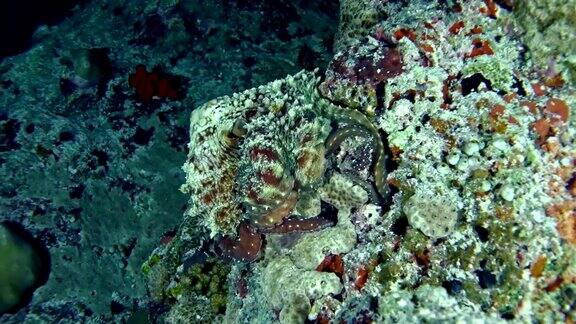 水下生活隐藏在珊瑚礁上的多色章鱼伪装