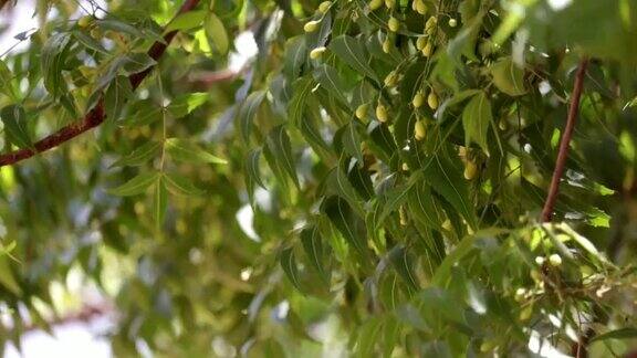 药用楝叶或带有纯楝果的花楝叶阿育吠陀楝带有果实的楝枝楝树和果实