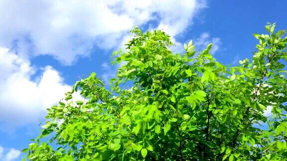 树枝在风中带着树叶蓝天在阳光下带着白云