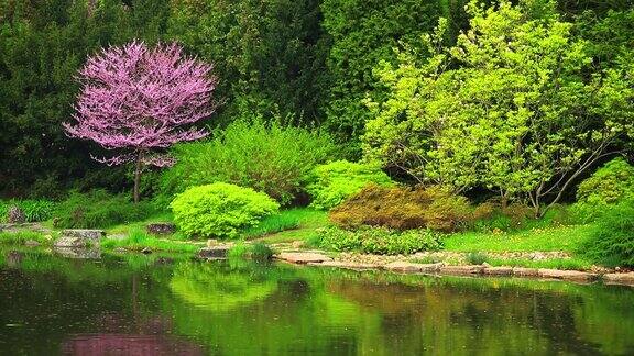 美丽的日本花园和池塘