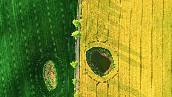半绿色的小麦和黄色的油菜田在波兰农村