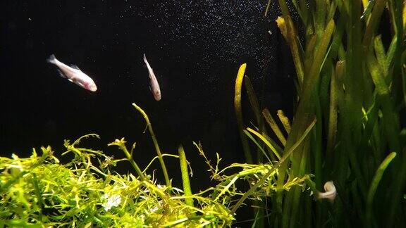 在黑暗的背景下灯光和鱼悬挂在植物中间