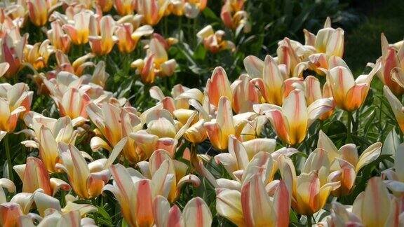 在阳光下的田野上公园里盛开着美丽的柔软的白色郁金香