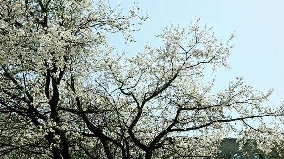 在春天盛开的白花树上留下的全景
