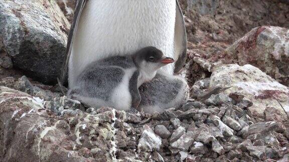 巴布亚企鹅和小企鹅在巢里