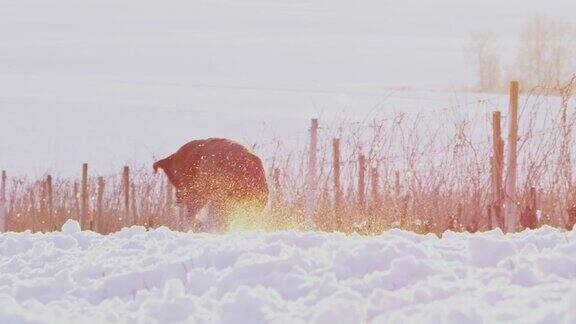SLOMO拉布拉多寻回犬在白雪覆盖的葡萄园里奔跑