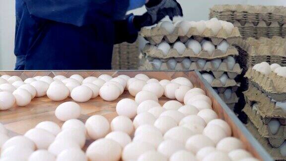 养鸡场的家禽工人在工厂的传送带上分拣鸡蛋