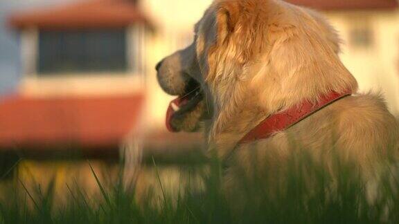 可爱的金毛猎犬躺在公园的绿色草坪上