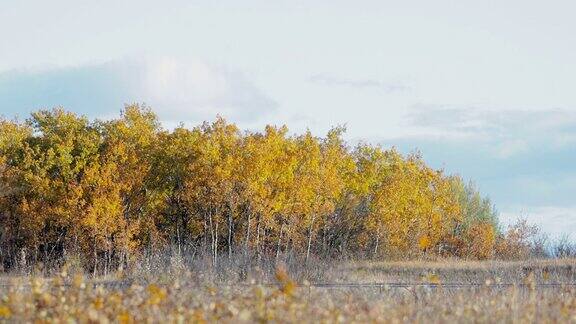 秋天的黄树风景