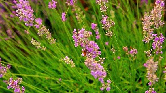 薰衣草蜜蜂从紫色的花中采集花蜜