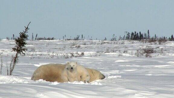 苔原上的北极熊母熊带着幼崽