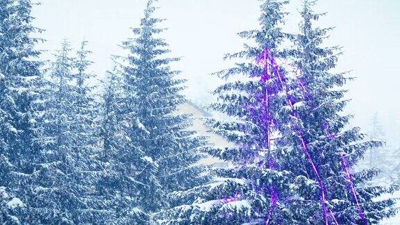 冬天下雪的森林里柔软的雪花在圣诞节的早晨飘落冬天的风景雪覆盖的树木