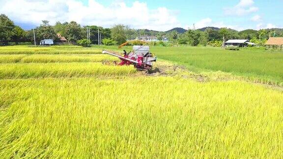 转身联合收割机在稻田里收割水稻