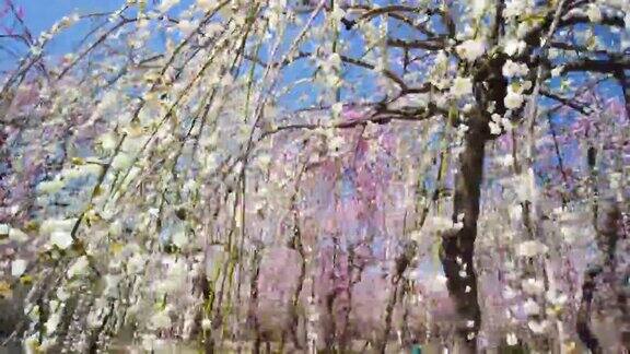 在日本的一棵梅花树周围旋转