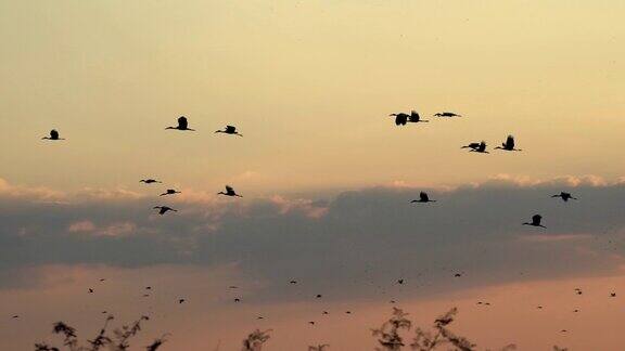 场景慢动作拍摄了日落时分一群鸟儿在天空中飞翔的剪影野生动物
