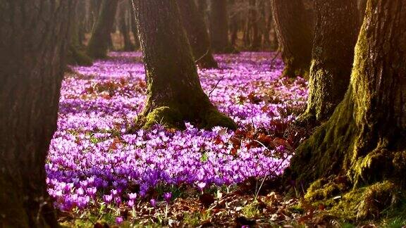 田野的野生紫番红花与橡树树山谷日落美丽的野生春花番红花盛开在春天