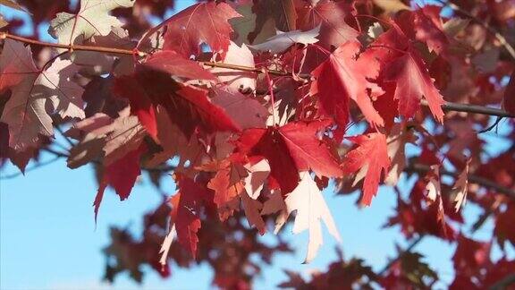 秋天或秋天的颜色在一个公园在十月
