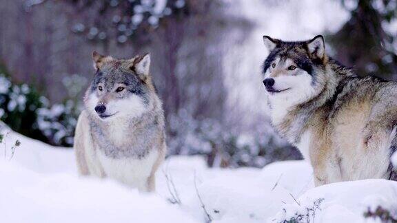 阿尔法狼向狼群成员露出牙齿