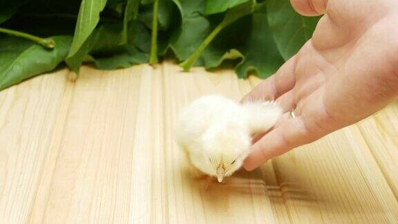 小鸡在手里小可爱毛茸茸的黄色小鸡在男人手里