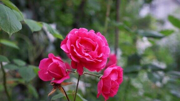 红玫瑰花园里的红玫瑰