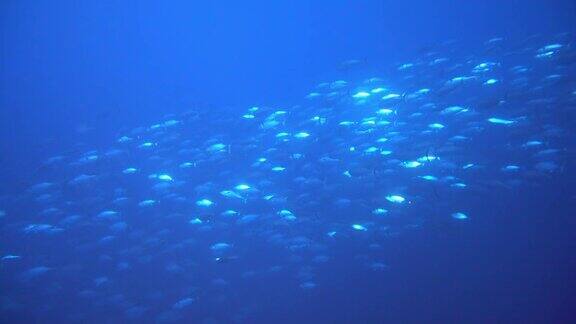 一群美丽的蓝鱼在马尔代夫海的红色珊瑚的背景下