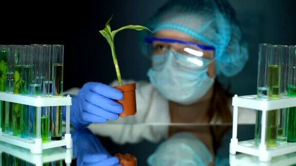 生物学家在实验室检查玉米植株进行转基因实验食品