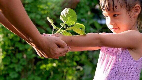 亚洲小女孩双手捧着一株幼苗映衬着春天的绿色背景拯救世界和生态