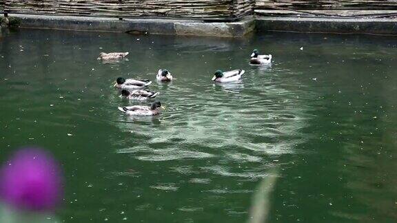 绿头鸭在湖里