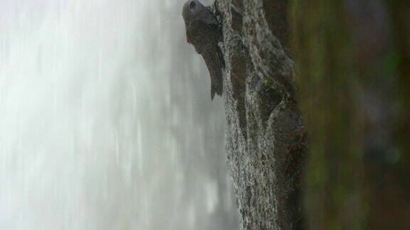捕捉一种生活在伊瓜苏瀑布后面筑巢的鸟