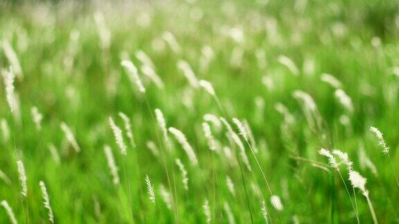 柔软的梦幻白色草羽毛在风与温暖的夏季阳光柔软和清新的自然在秋季春夏季节背景4KDci分辨率