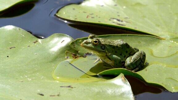 湖里有沼泽蛙
