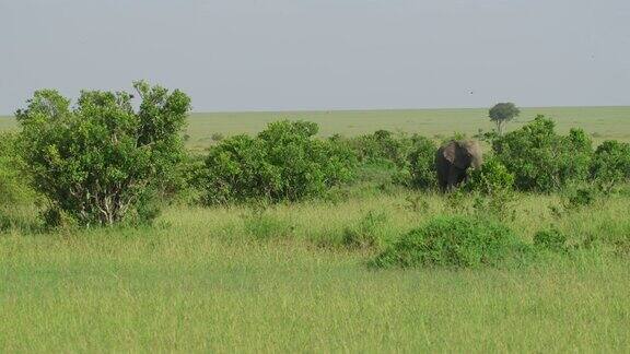 绿色大草原上的大象