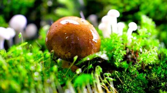 雨中的蘑菇