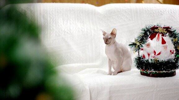 猫斯芬克斯坐在沙发上