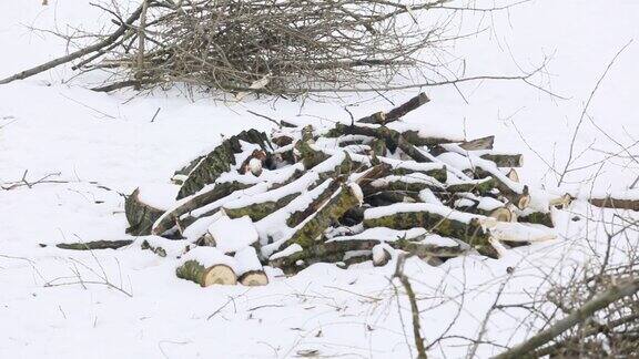 森林里一棵干枯的落叶树的断枝躺在白雪覆盖的地上