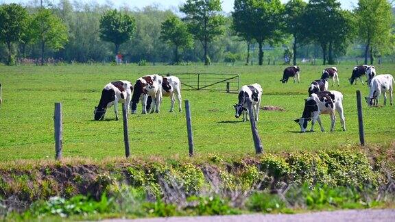 阳光下黑白相间的奶牛在田野里吃草