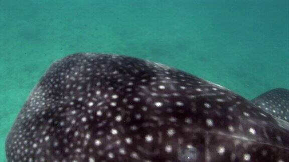 鲸鲨在马尔代夫海底寻找食物