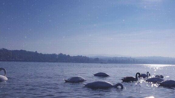 一群鹅在河里游泳的漂亮照片