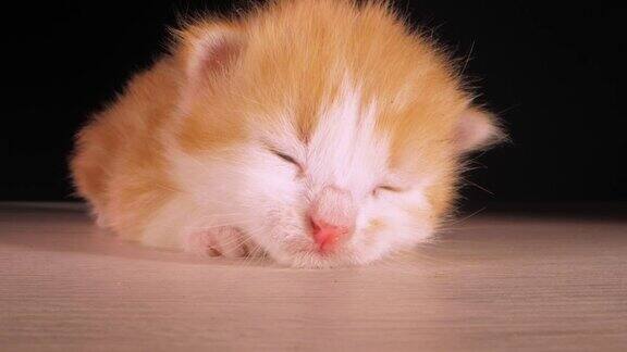 小猫咪可爱的动物甜甜的喵喵叫着睡着了