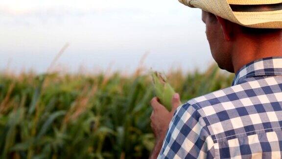 农民在田间种玉米收获农业