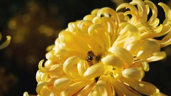 蜜蜂黄花满园