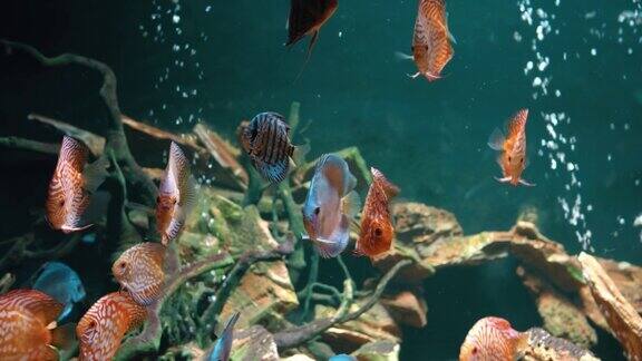 软珊瑚和鱼类的种类利亚克水族馆在紫外光或紫外光下紫色荧光热带水生天堂异国情调的背景珊瑚在粉红色充满活力的幻想装饰水箱