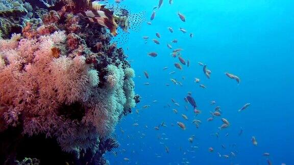 狮子鱼和软珊瑚