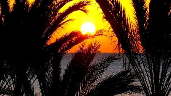 棕榈树和海面上的日出放大