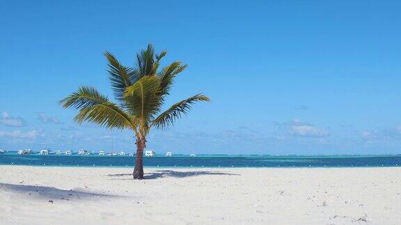 美丽沙滩上的棕榈树碧绿的大西洋海水