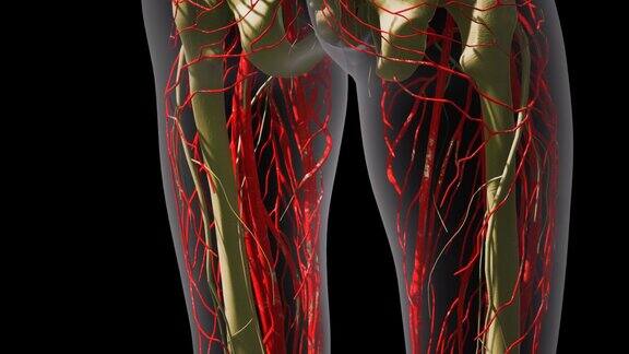 人体血管的科学解剖学