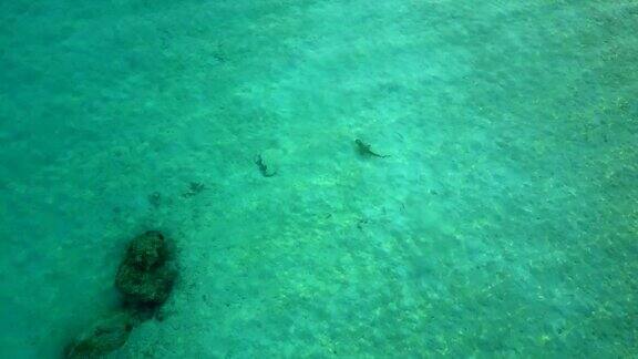 从上面鸟瞰一条鲨鱼在绿松石海水在4k