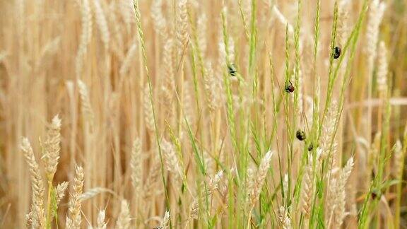 农业作物害虫小麦小穗上的粒黑甲虫